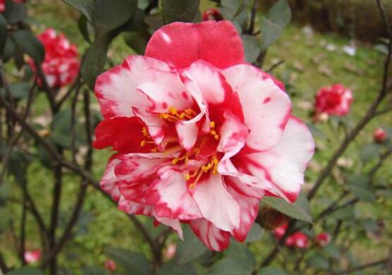 山茶花的种类有哪些，盘点最具代表性的十种山茶花