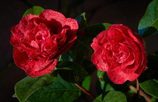 山茶花的种类有哪些，盘点最具代表性的十种山茶花