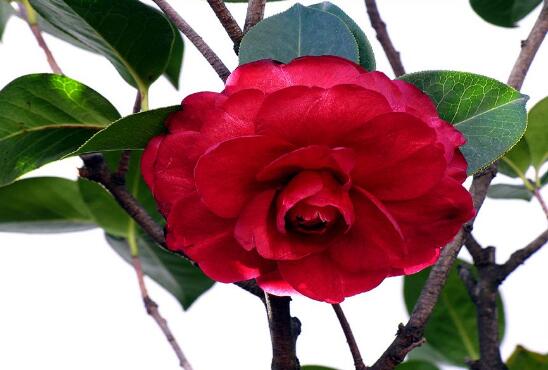 山茶花的种类有哪些，盘点最具代表性的十种山茶花