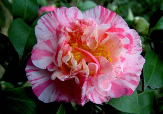 山茶花的种类有哪些，盘点最具代表性的十种山茶花