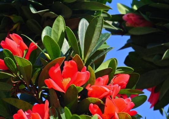 山茶花的种类有哪些，盘点最具代表性的十种山茶花