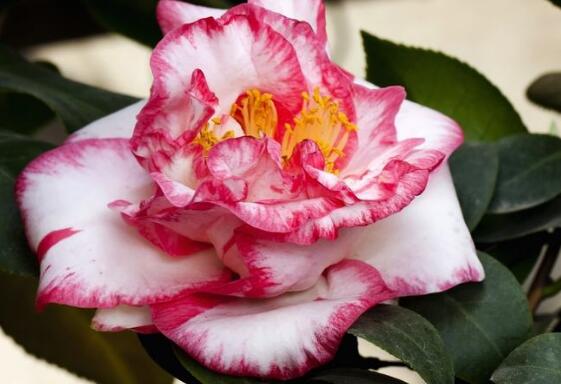 山茶花的种类有哪些，盘点最具代表性的十种山茶花