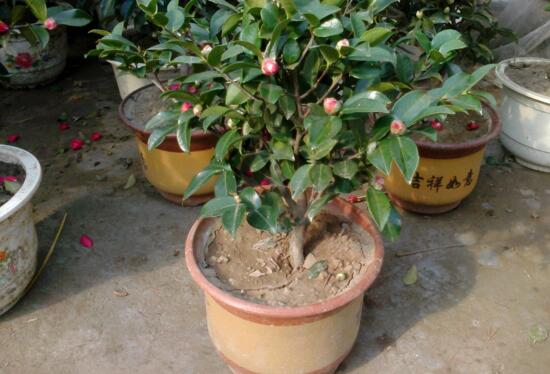 四季山茶花的养殖办法,土壤/温度/水量/修剪/很重要