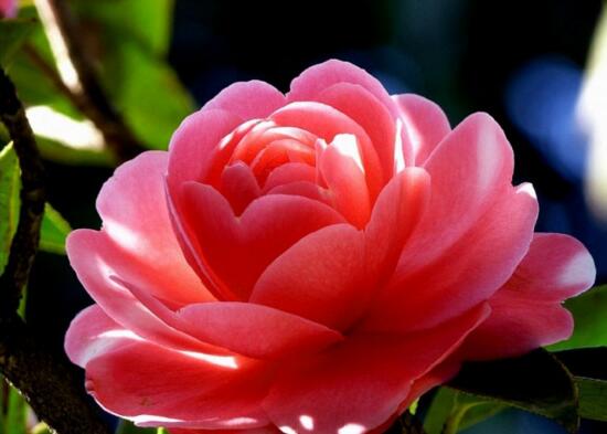 四季山茶花的养殖办法,土壤/温度/水量/修剪/很重要