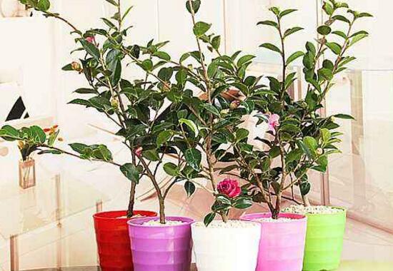 四季山茶花的养殖办法,土壤/温度/水量/修剪/很重要