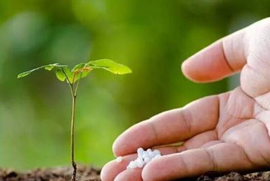 四季山茶花的养殖办法,土壤/温度/水量/修剪/很重要