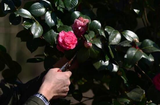 四季山茶花的养殖办法,土壤/温度/水量/修剪/很重要