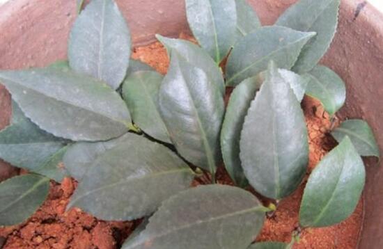 四季山茶花的养殖办法,土壤/温度/水量/修剪/很重要