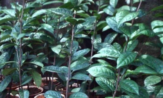 四季山茶花的养殖办法,土壤/温度/水量/修剪/很重要