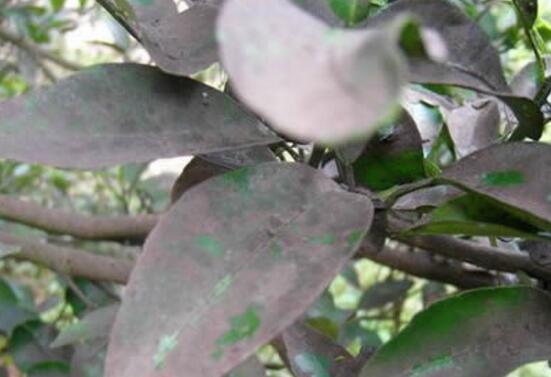 四季山茶花的养殖办法,土壤/温度/水量/修剪/很重要