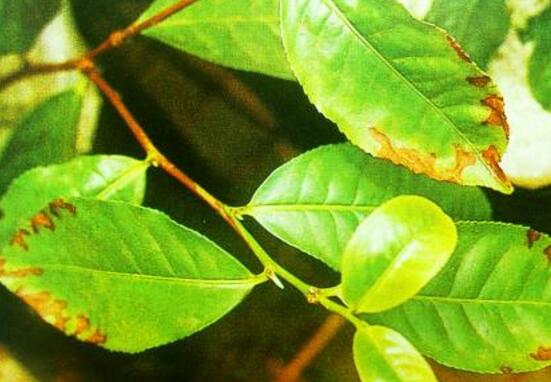 四季山茶花的养殖办法,土壤/温度/水量/修剪/很重要