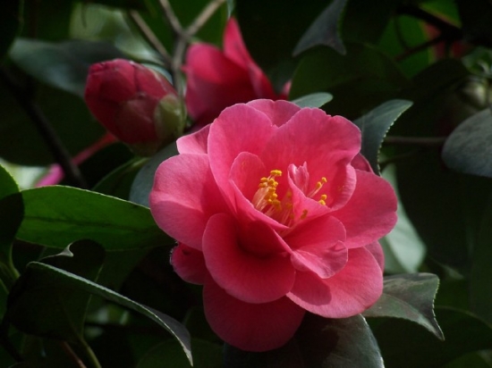 山茶花的养殖养护办法 通风,光照很重要