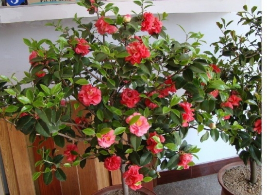 山茶花的养殖养护办法 通风,光照很重要