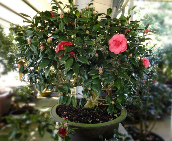 浇水过后的山茶花 给山茶浇水应留意些什么