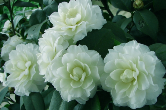 盆栽茶花 盆栽茶花孕蕾少如何办