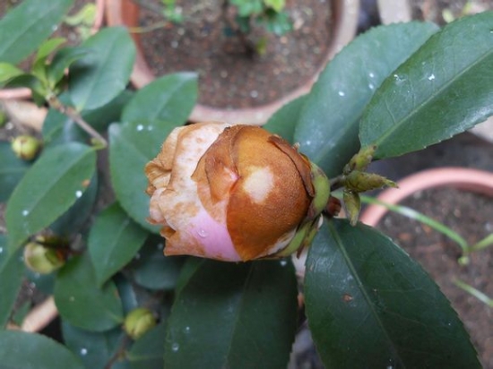 盆栽茶花落蕾掉瓣如何办