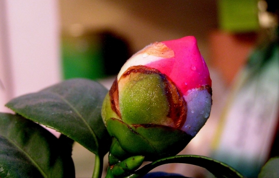 茶花花蕾 如何预防茶花出现僵蕾