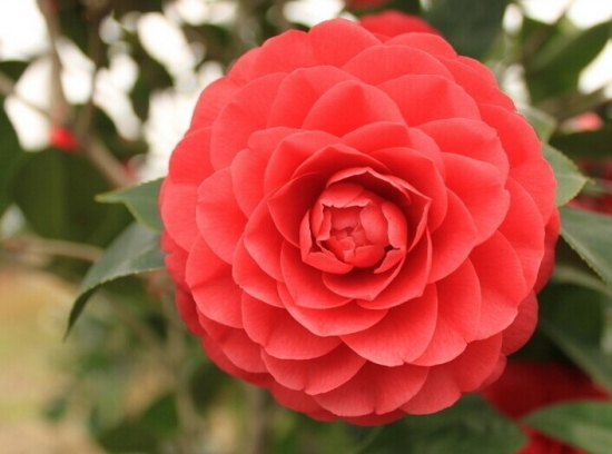 如何使山茶花一年两度开花