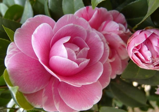 山茶花 如何使山茶花花繁叶茂