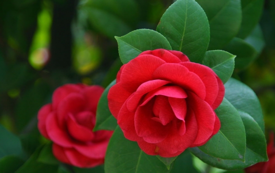 美艳的茶花 调控茶花花期的窍门