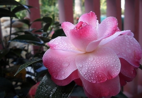 山茶花如何养殖：做好遮荫、通风、防风、保湿等工作