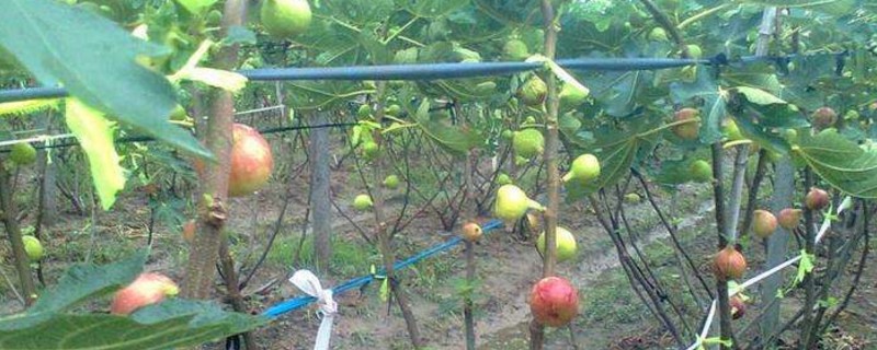 无花果僵苗如何办