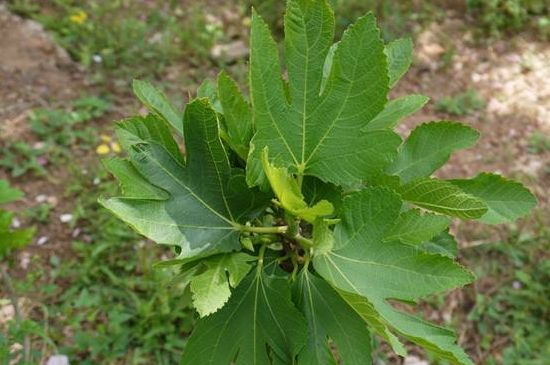 无花果僵苗如何办