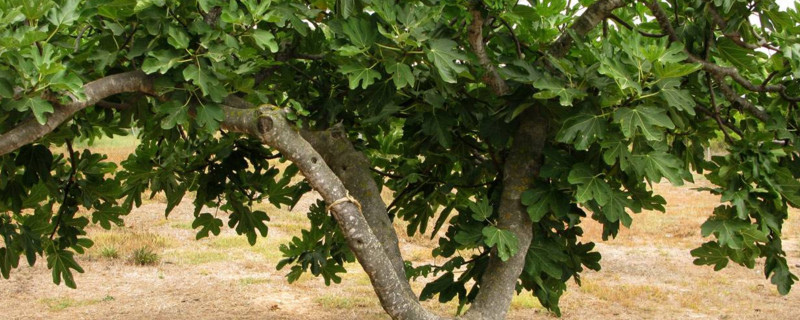 无花果树上有蚂蚁如何治