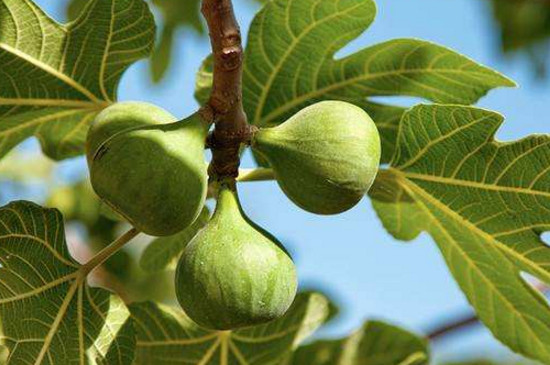 无花果树上有蚂蚁如何治