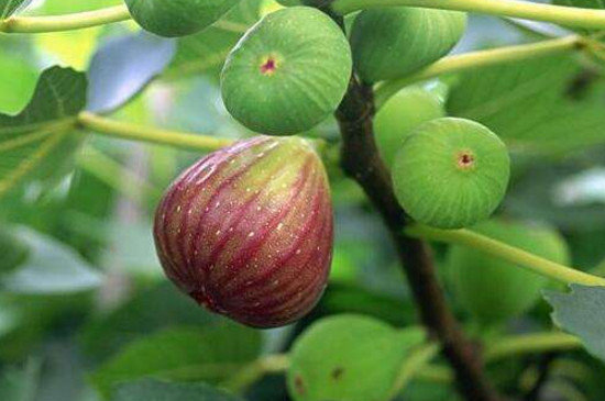 无花果树上有蚂蚁如何治