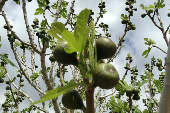 无花果如何剪枝