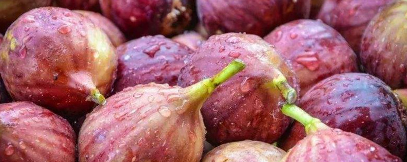 无花果嫁接时间和办法