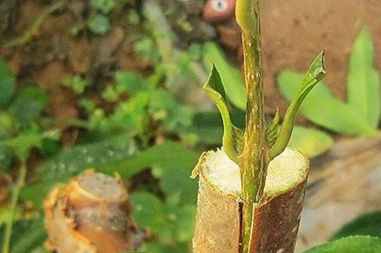 无花果嫁接时间和办法