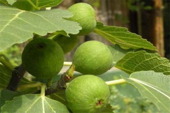 无花果吃了有什么益处和坏处,开胃健食但容易便秘