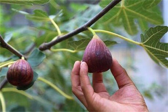 无花果的功效与作用,润肠通便还能帮助消化