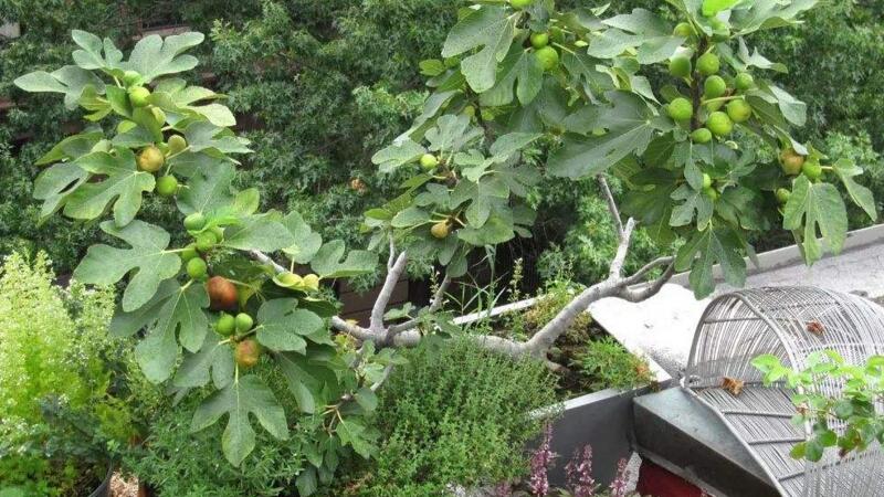 阳台无花果的种植办法