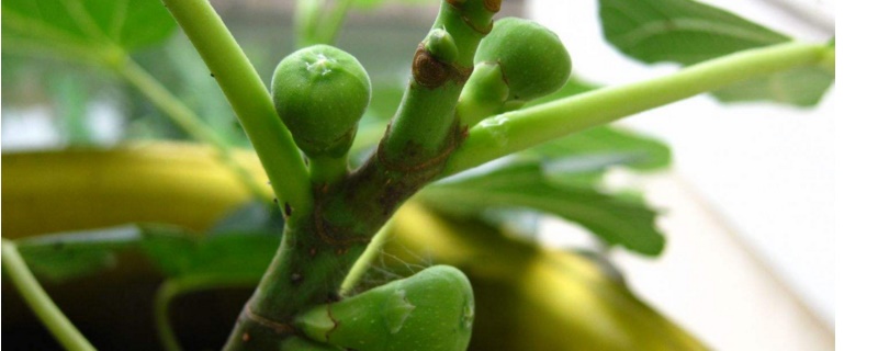 无花果如何扦插
