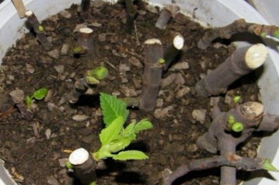 无花果如何扦插