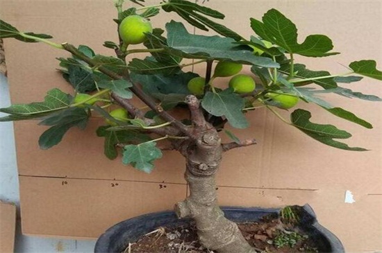 盆栽无花果如何过冬，控制水肥提供充足光照
