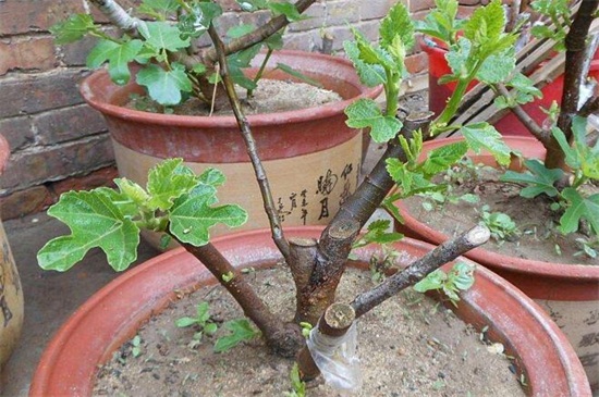 盆栽无花果如何过冬，控制水肥提供充足光照
