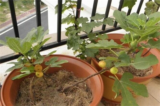 盆栽无花果如何过冬，控制水肥提供充足光照