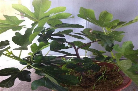 盆栽无花果如何过冬，控制水肥提供充足光照