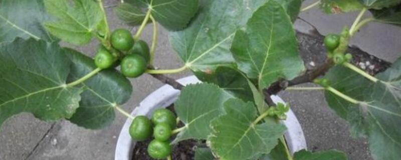 盆栽无花果如何实行修剪