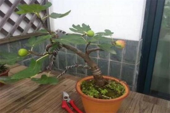 盆栽无花果如何实行修剪