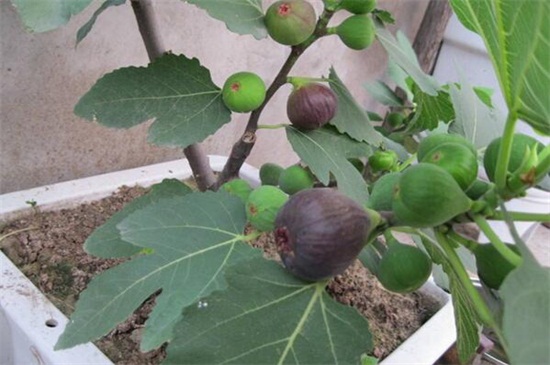 盆栽无花果如何实行修剪
