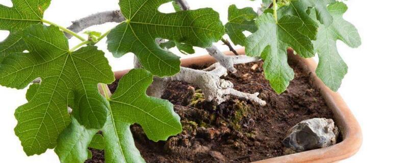 无花果盆栽的养殖办法