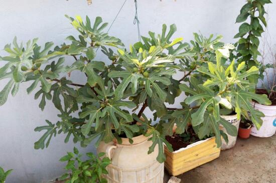 无花果盆栽的养殖办法