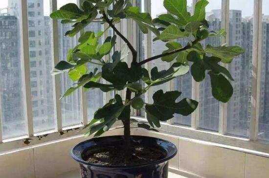 无花果盆栽的养殖办法