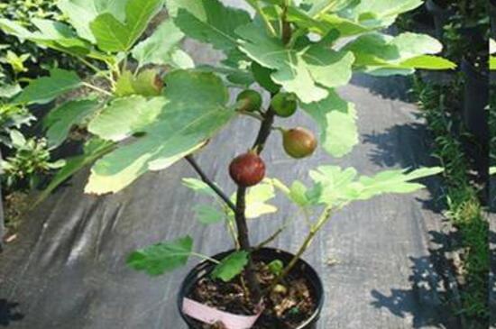 无花果盆栽的养殖办法