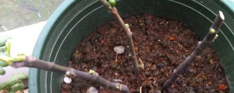 无花果扦插办法